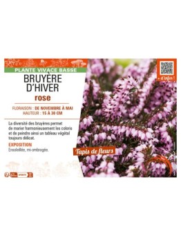 ERICA DARLEYENSIS voir BRUYÈRE D'HIVER ROSE