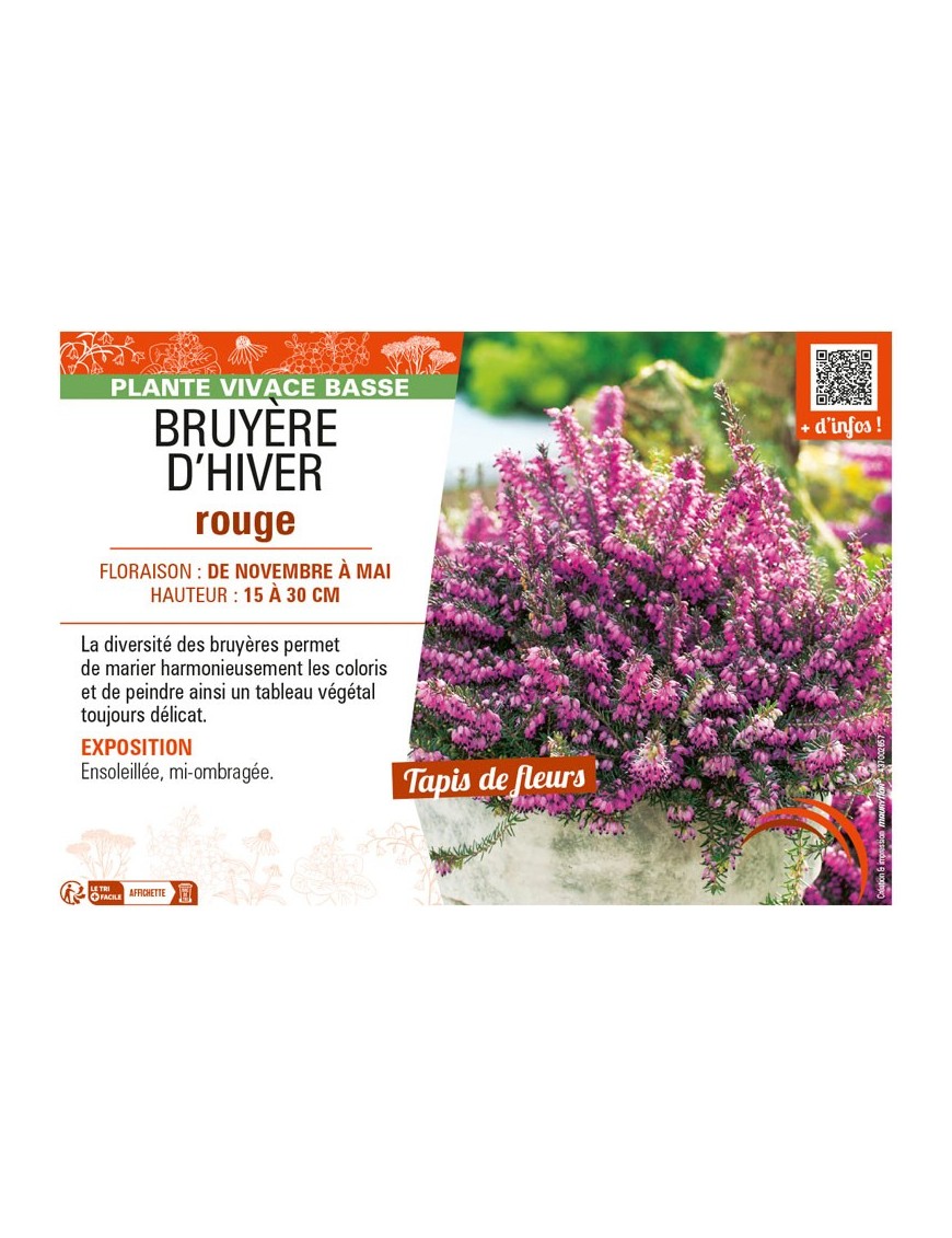 ERICA DARLEYENSIS voir BRUYÈRE D'HIVER ROUGE