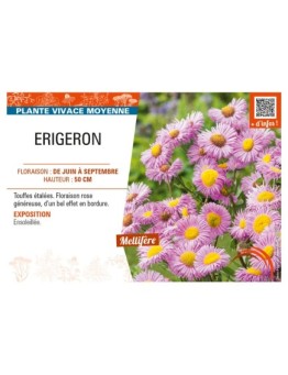 ERIGERON