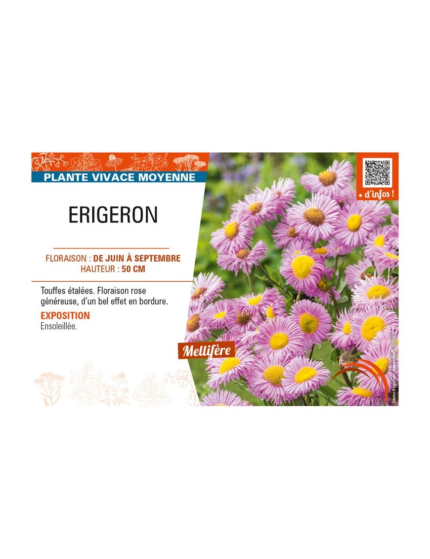 ERIGERON