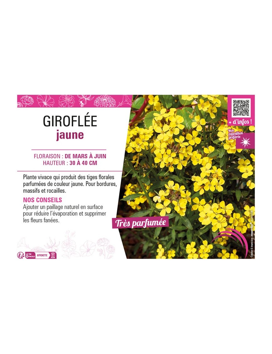 ERYSIMUM ALLIONII voir GIROFLÉE JAUNE