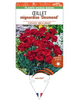 DIANTHUS plumarius Desmond voir Œillet mignardise