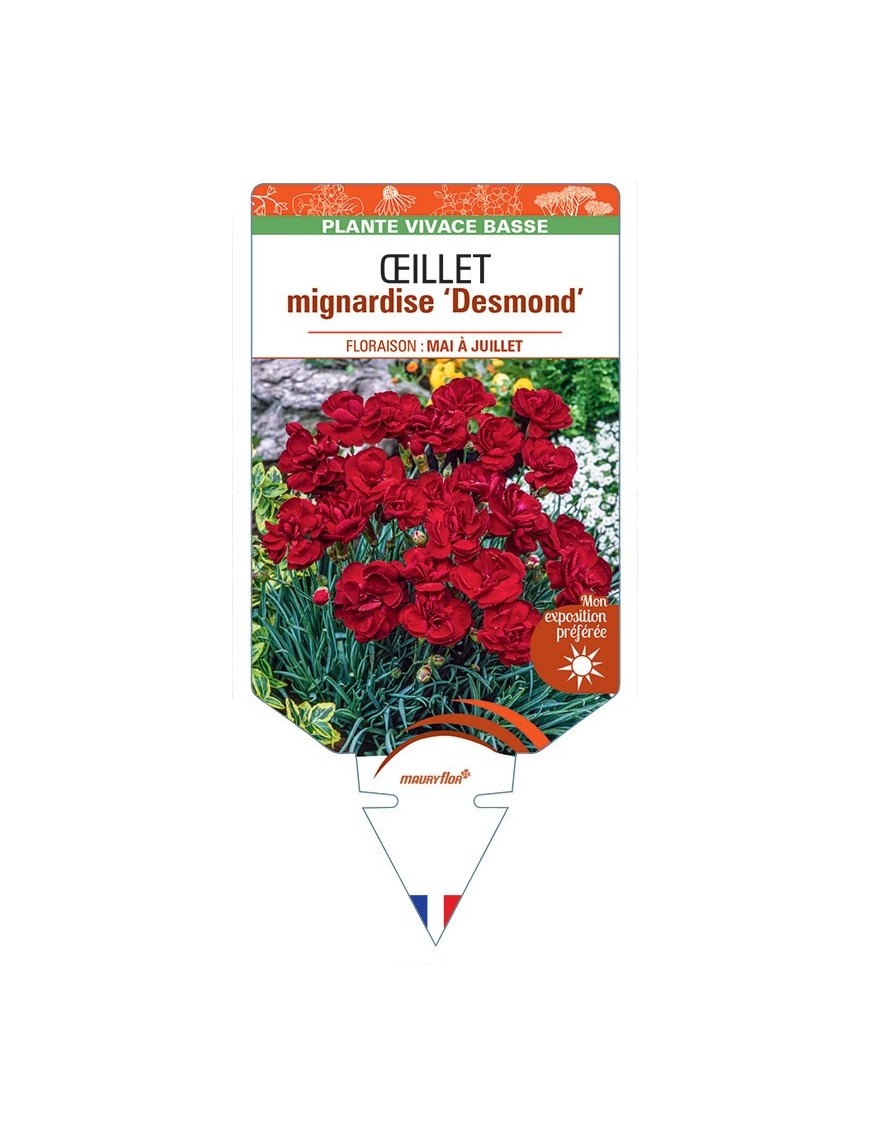 DIANTHUS plumarius Desmond voir Œillet mignardise