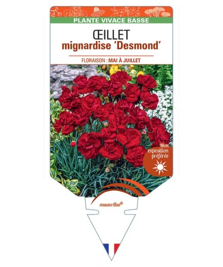 DIANTHUS plumarius Desmond voir Œillet mignardise