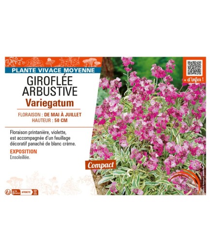 ERYSIMUM ARBUSTIVE VARIEGATUM voir GIROFLÉE