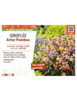 ERYSIMUM ARTIST PAINTBOX voir GIROFLÉE