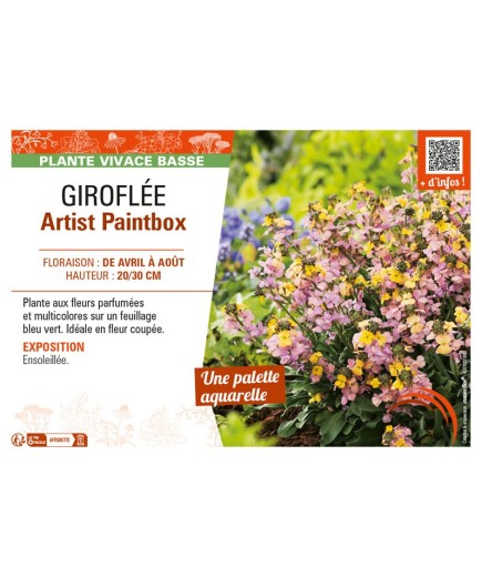 ERYSIMUM ARTIST PAINTBOX voir GIROFLÉE