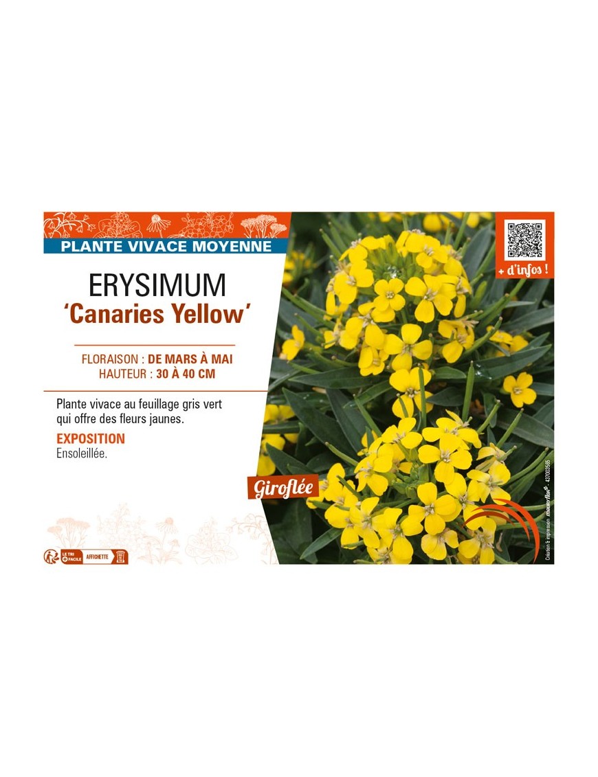 ERYSIMUM Canaries Yellow