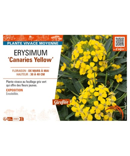ERYSIMUM Canaries Yellow