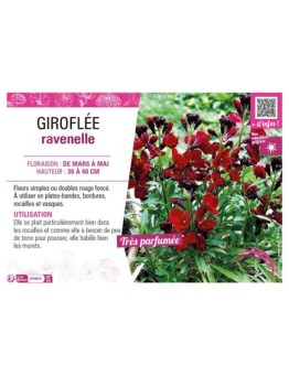 ERYSIMUM cheirii voir GIROFLÉE ravenelle (grenat)