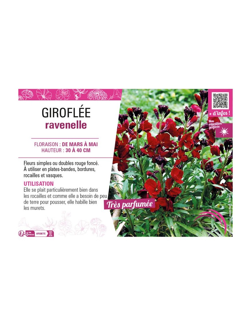 ERYSIMUM cheirii voir GIROFLÉE ravenelle (grenat)