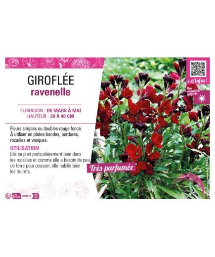 ERYSIMUM cheirii voir GIROFLÉE ravenelle (grenat)