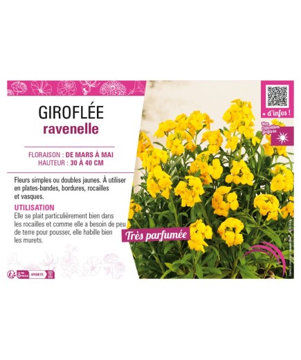 ERYSIMUM cheirii voir GIROFLÉE ravenelle (jaune)