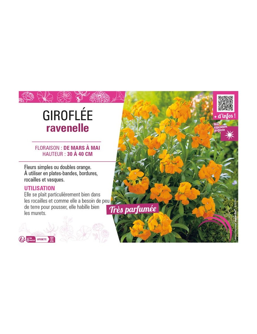 ERYSIMUM cheirii voir GIROFLÉE ravenelle (orange)