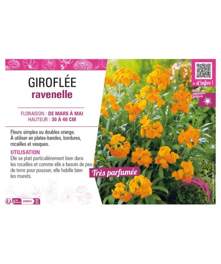 ERYSIMUM cheirii voir GIROFLÉE ravenelle (orange)