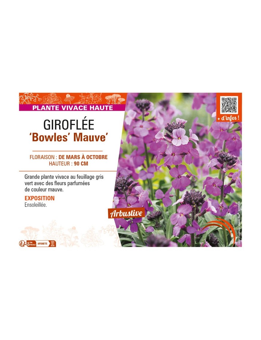 ERYSIMUM linifolium Bowles Mauve voir GIROFLÉE