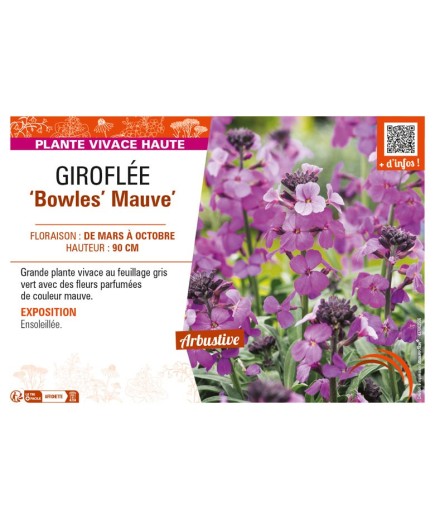 ERYSIMUM linifolium Bowles Mauve voir GIROFLÉE