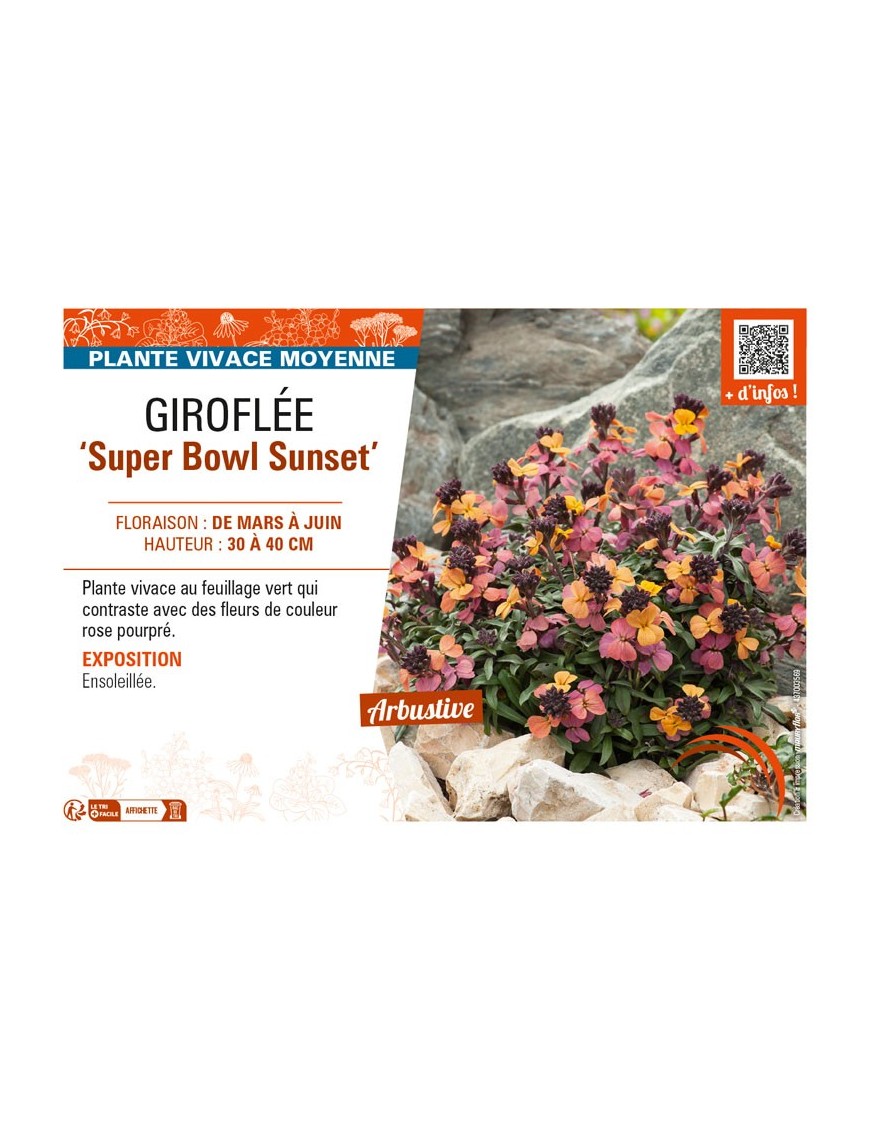 ERYSIMUM linifolium Super Bowl Sunset voir GIROFLÉE