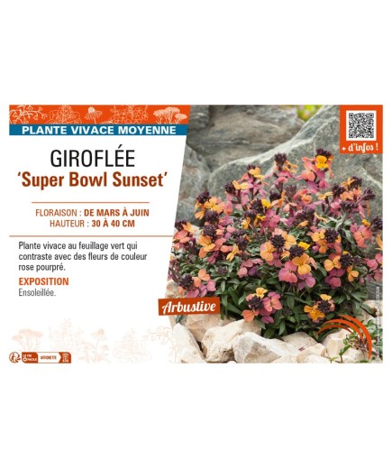 ERYSIMUM linifolium Super Bowl Sunset voir GIROFLÉE