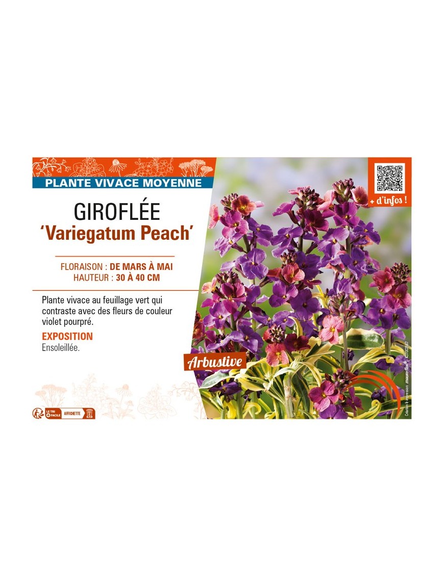 ERYSIMUM linifolium Variegatum Peach voir GIROFLÉE
