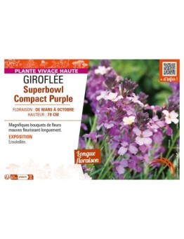 ERYSIMUM SUPERBOWL COMPACT PURPLE voir GIROFLÉE
