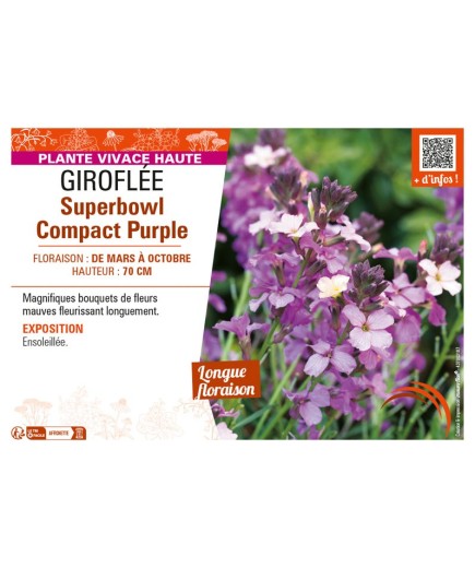 ERYSIMUM SUPERBOWL COMPACT PURPLE voir GIROFLÉE