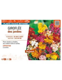 ERYSIMUM voir GIROFLÉE DES JARDINS