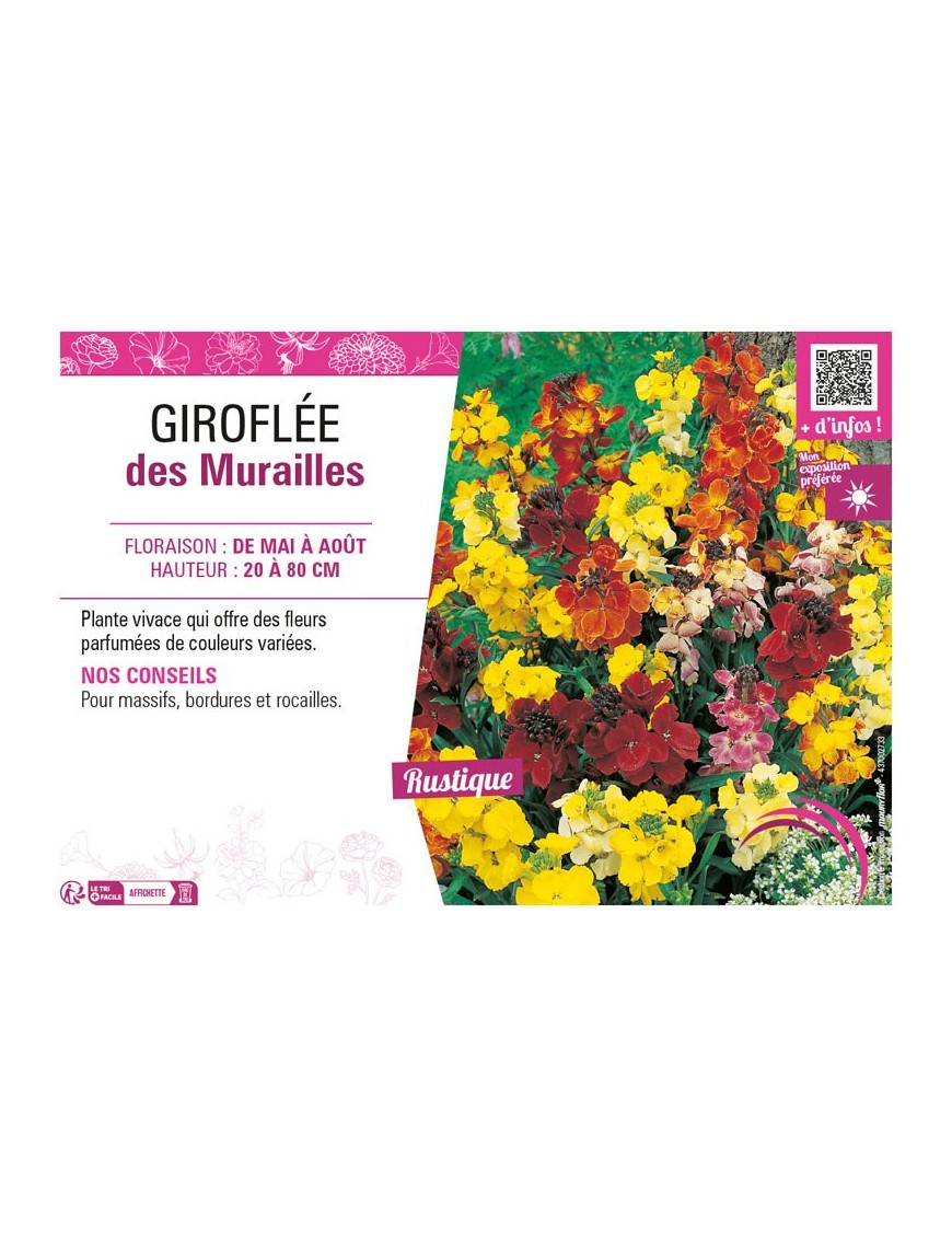 ERYSIMUM voir GIROFLÉE DES MURAILLES (varié)