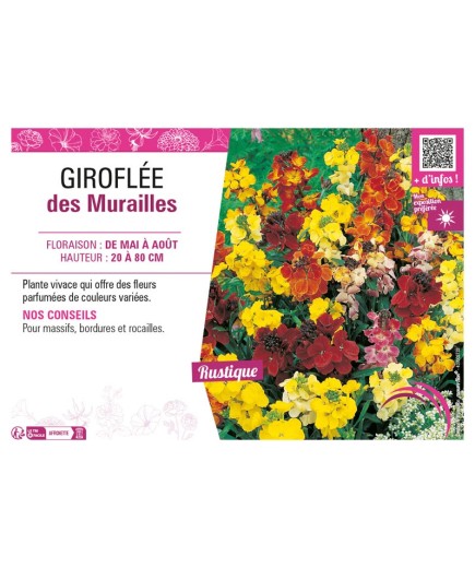 ERYSIMUM voir GIROFLÉE DES MURAILLES (varié)