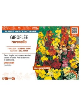 ERYSIMUM voir GIROFLÉE RAVENELLE