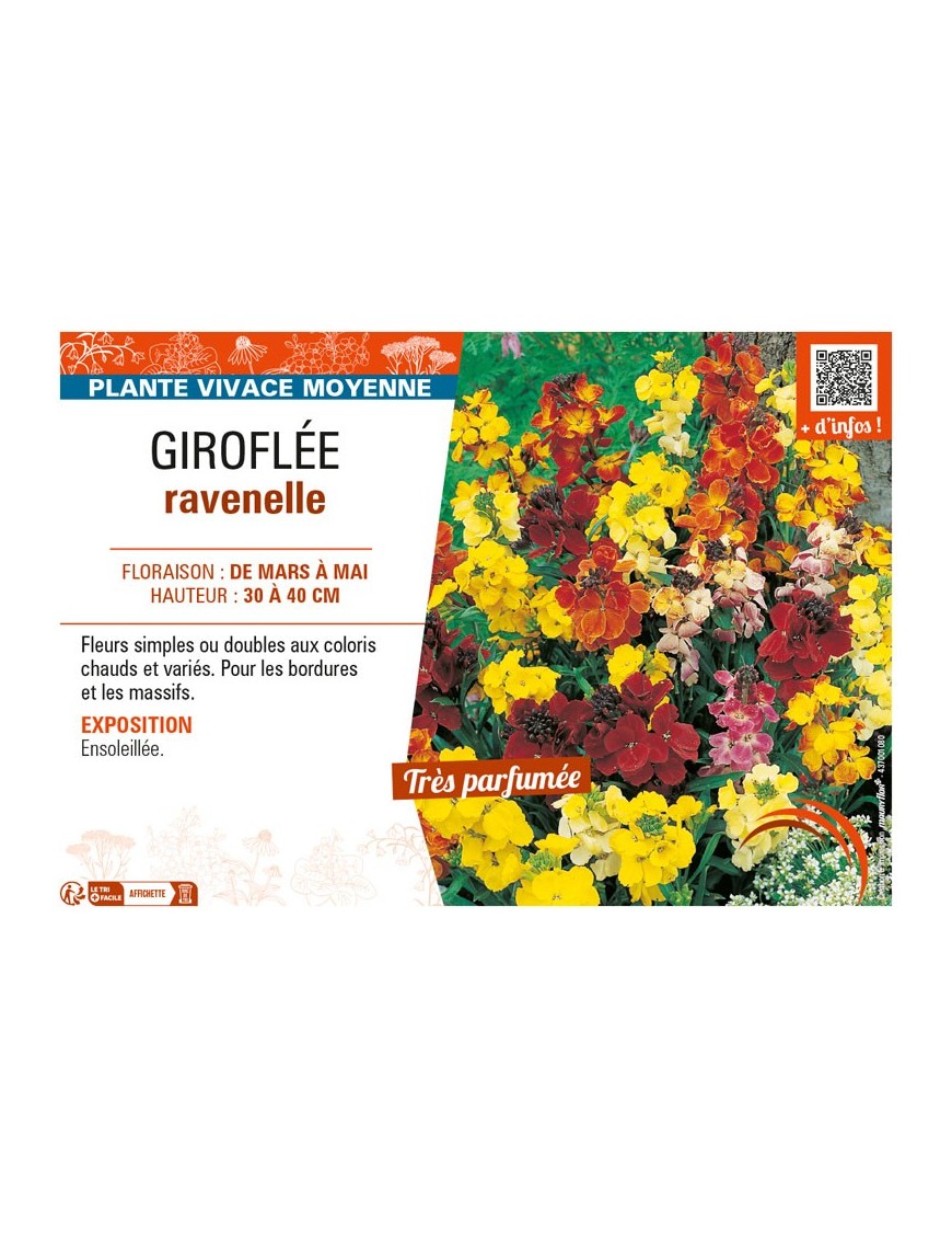 ERYSIMUM voir GIROFLÉE RAVENELLE