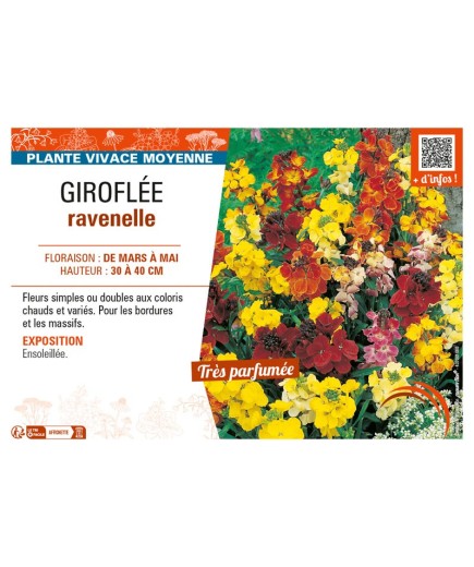 ERYSIMUM voir GIROFLÉE RAVENELLE