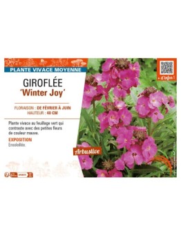 ERYSIMUM Winter Joy voir GIROFLÉE
