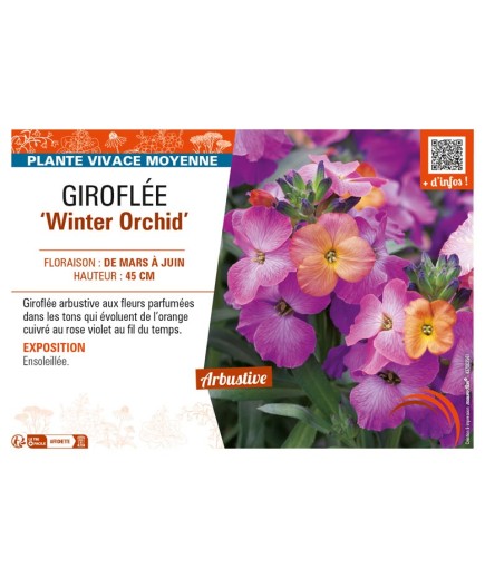 ERYSIMUM Winter Orchid voir GIROFLÉE