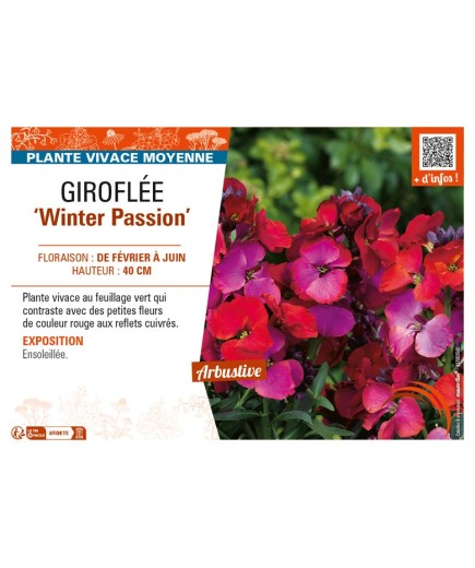 ERYSIMUM Winter Passion voir GIROFLÉE