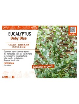 EUCALYPTUS Baby Blue