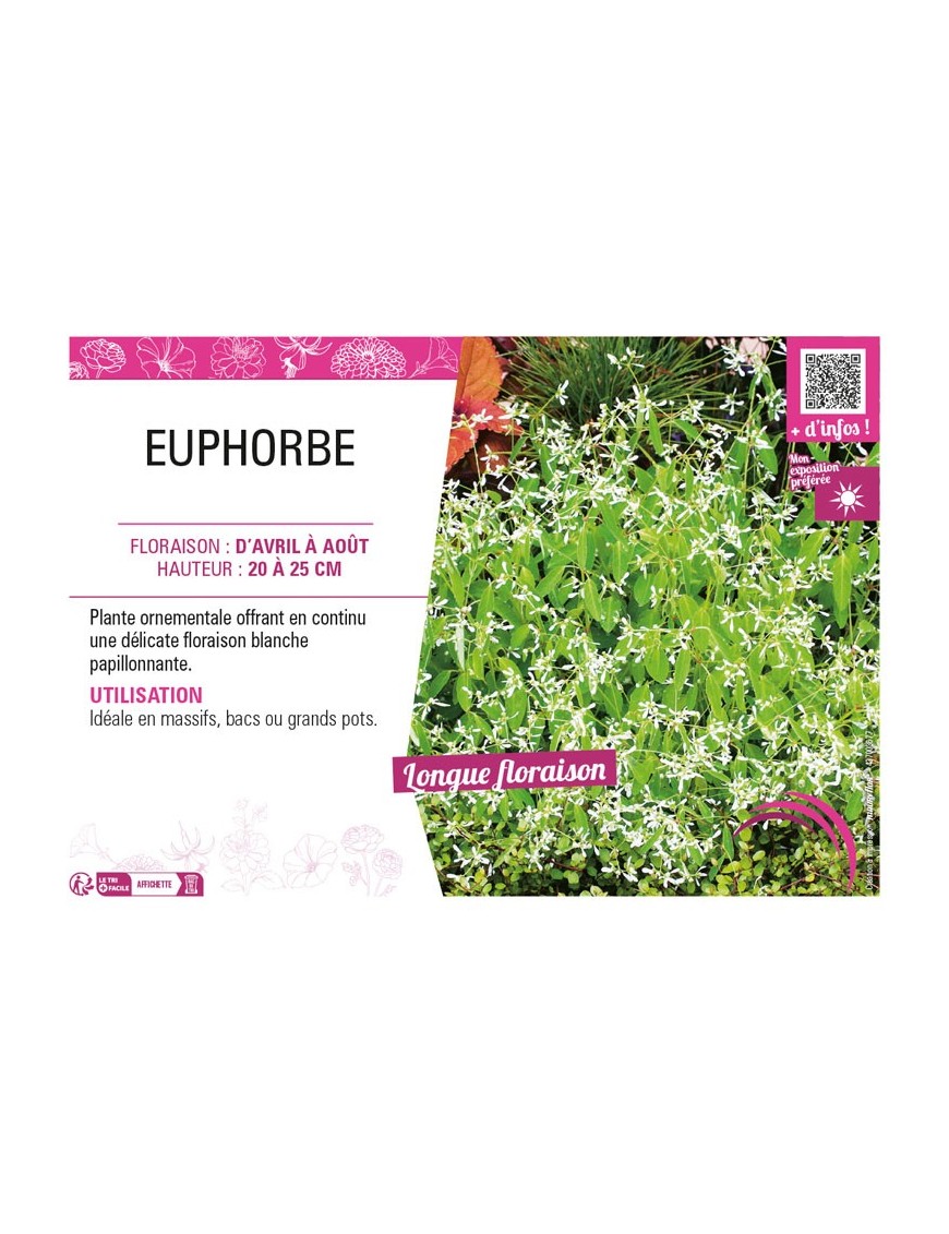 EUPHORBE (annuelle)