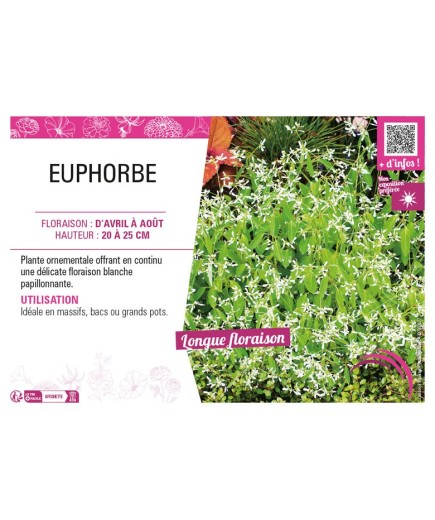 EUPHORBE (annuelle)