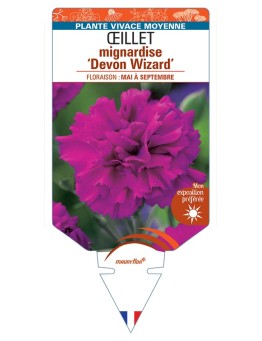 DIANTHUS plumarius Devon Wizard voir Œillet mignardise