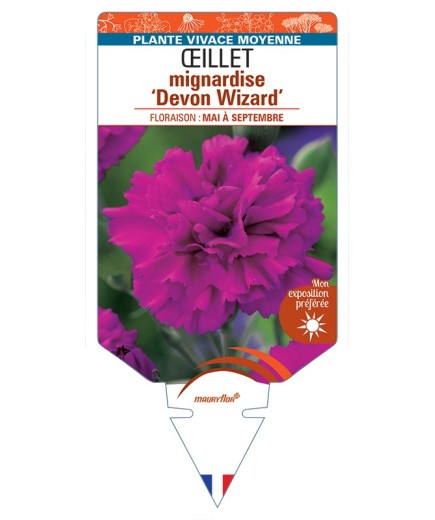 DIANTHUS plumarius Devon Wizard voir Œillet mignardise