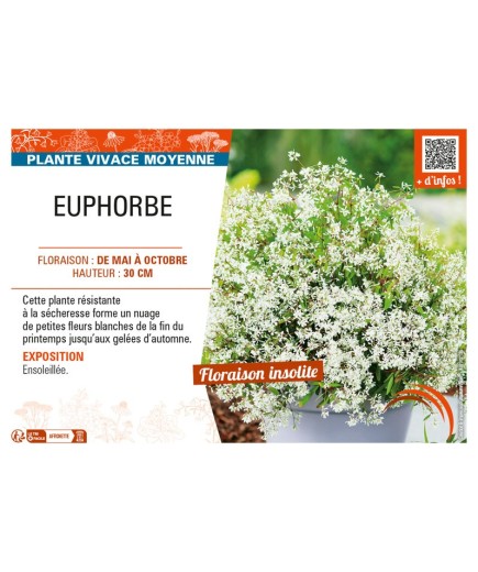 EUPHORBE (vivace)