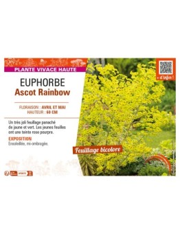 EUPHORBE ASCOT RAINBOW