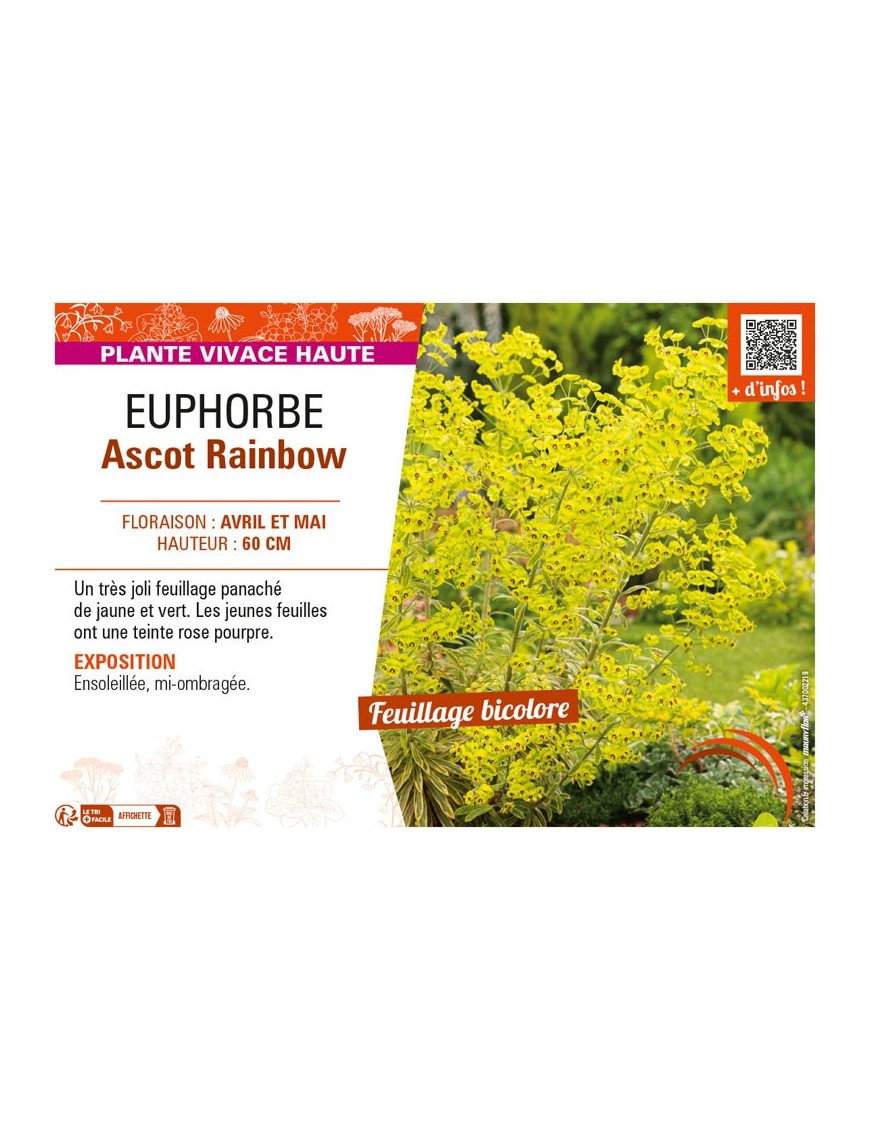 EUPHORBE ASCOT RAINBOW