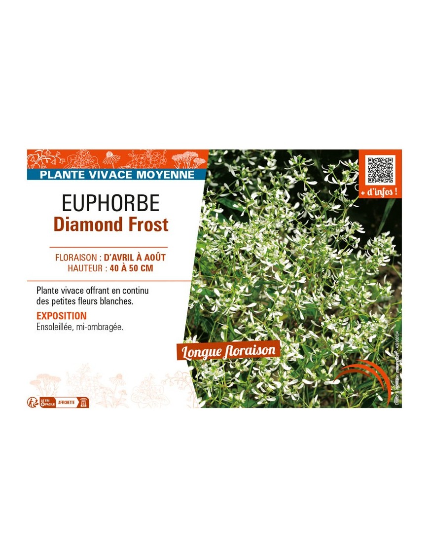 EUPHORBE DIAMOND FROST