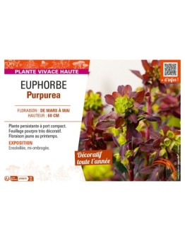 EUPHORBE PURPUREA