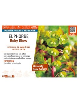 EUPHORBE RUBY GLOW