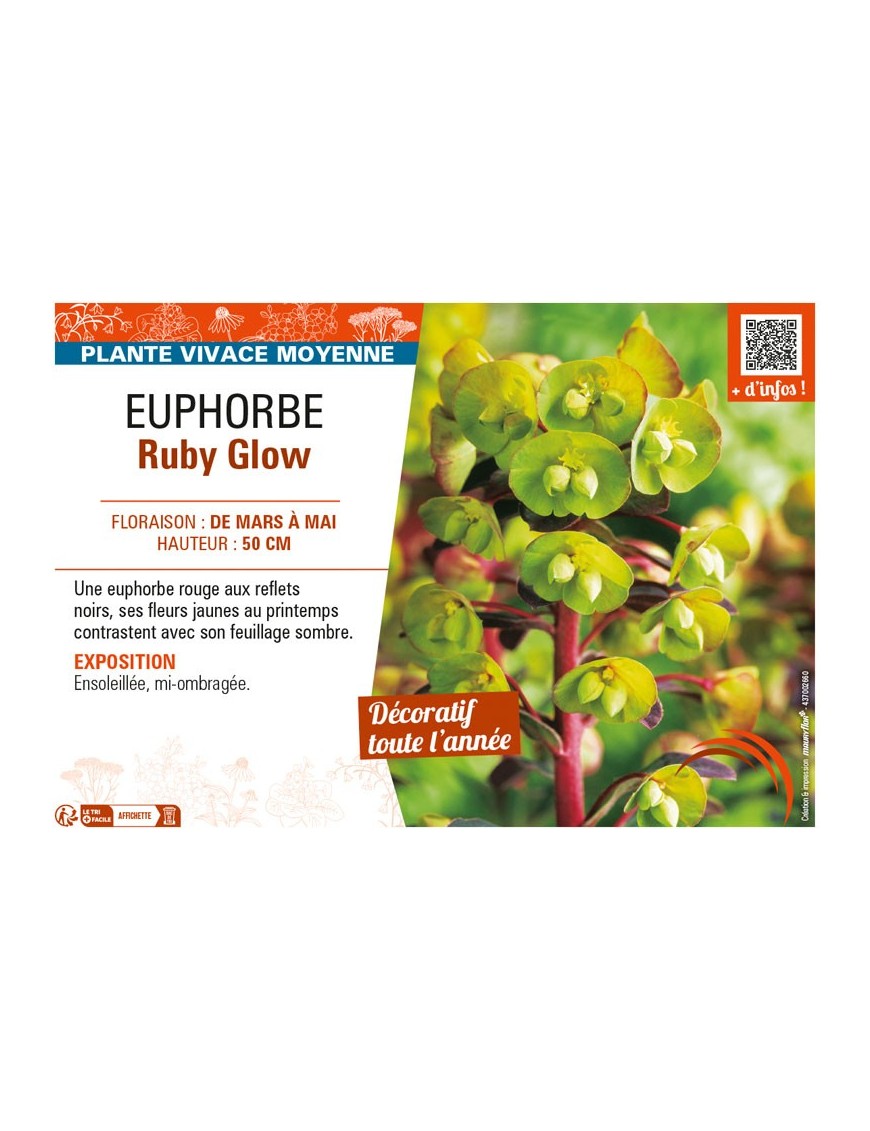 EUPHORBE RUBY GLOW