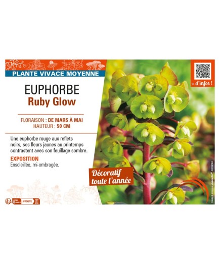 EUPHORBE RUBY GLOW