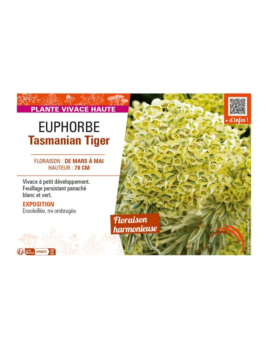 EUPHORBE TASMANIAN TIGER