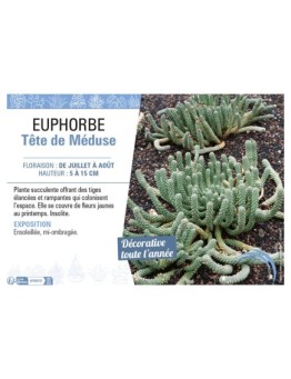 EUPHORBE TÊTE DE MÉDUSE